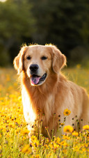 Golden Retriever in the field with yellow flowers