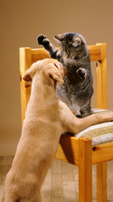 How old can children have pets