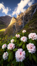 The azaleas under the waterfall cluster
