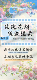 玫瑰花期绽放温柔