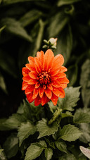 Burst into bloom