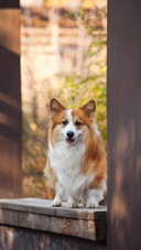 Dog446