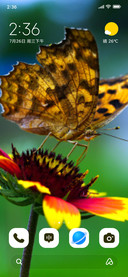 Wild Pattern