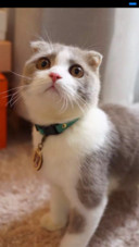 可爱猫咪