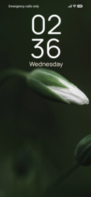 Ivory Bud