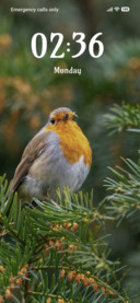 Bird Belly