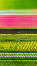 Aerial view of tulip fields in Denmark