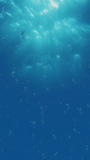 深海鲸鱼