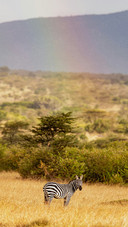 A Zebra Standing on The Grassland Looking at You