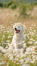 Cute photo with a dog in a wreath of daisies