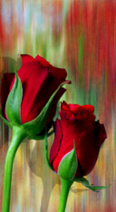 Red Roses (2)