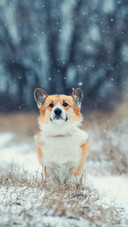 Cute Corgi Running in The Snow