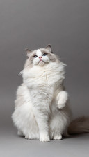 学猫叫能和猫沟通吗
