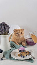 猫咪的记忆力原理之谜