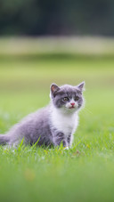 Cute Kitten Playing on the Grass