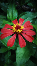 Flower Paper Red
