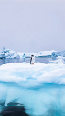 A Penguin Standing in The Snow
