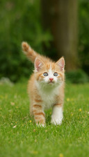 An Orange Cat Walking on The Grass