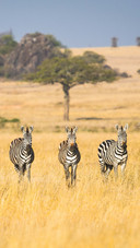Three Zebras on The Grassland