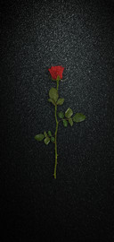 一枝花
