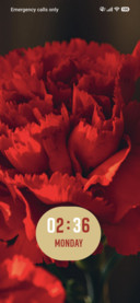 Carnations