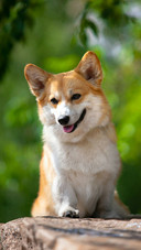 A Smiling Corgi Dog