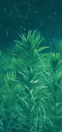 绿氧