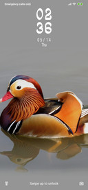 Mandarian Duck_3MDP