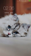 可爱萌萌猫咪