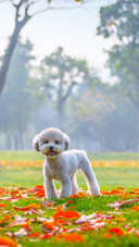 Poodles play in the park