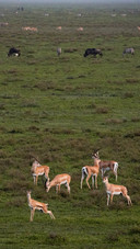 A view of the serengeti steppe from a hot air balloon