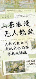 山茶浪漫无人能敌