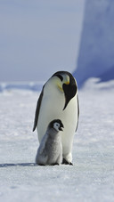Baby Penguin with Parent