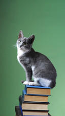 猫片拍摄技巧