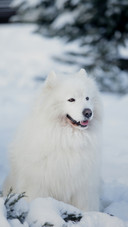 A Dog is Lying in The Snow