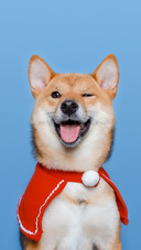 柴犬和秋田犬怎么辨别