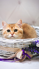 猫咪身上的人类卧底