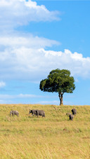 The Elephant is Walking on The Grassland