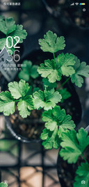 绿叶萌芽
