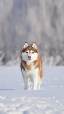 A Red Husky Dog Standing on The Snow