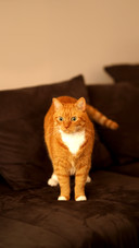 Wonderful old cat