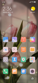 Pink tulip