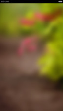 夏至未至