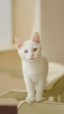 Cute adorable white heterochromic cat