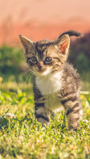 Pet cat69