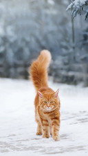 A Maine Coon Cat Walking Outdoors in Winter