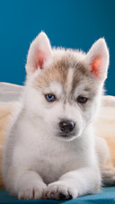 Dog2
