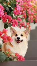 Corgis and red flowers