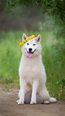 Smiling Dog Wearing A Wreath on Head