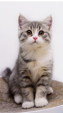 Cat (9)